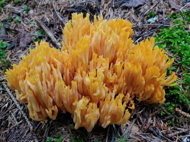 Environmental Mycology Environmental Mycology